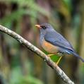 Abyssinian Thrush (Turdus abyssinicus)