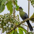 White-cheeked Turaco (Tauraco leucotis)