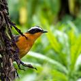 R&uuml;ppell's Robin-Chat (Cossypha semirufa)