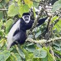 Guereza (Colobus guereza)