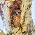 Southern Boobook (Ninox boobook)