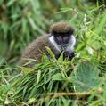 Bale Mountains Vervet (Chlorocebus djamdjamensis)