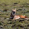 Ethiopian Wolf (Canis simensis)
