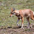 Ethiopian Wolf (Canis simensis)