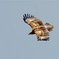 Golden Eagle (Aquila chrysaetos)
