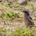 Moorland Chat (Pinarochroa sordida)