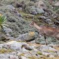 Mountain Nyala (Tragelaphus buxtoni)