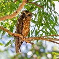 Southern Boobook (Ninox boobook)