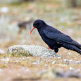 Red-billed Chough (Pyrrhocorax pyrrhocorax)