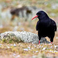 Red-billed Chough (Pyrrhocorax pyrrhocorax)