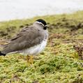 Spot-breasted Lapwing (Vanellus melanocephalus)