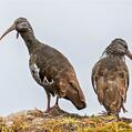 Wattled Ibis (Bostrychia carunculata)