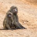 Olive Baboon (Papio anubis)