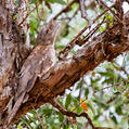 Papuan Frogmouth (Podargus papuensis)