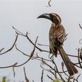 African Grey Hornbill (Lophoceros nasutus)