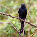 Fork-tailed Drongo (Dicrurus adsimilis)