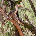Northern Red-billed Hornbill (Tockus erythrorhynchus)