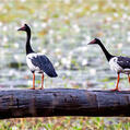 Magpie Goose (Anseranas semipalmata)