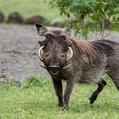 Common Warthog (Phacochoerus africanus)