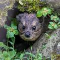 Rock Hyrax (Procavia capensis)