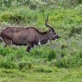 Mountain Nyala (Tragelaphus buxtoni)