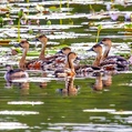 Wandering Whistling Duck (Dendrocygna arcuata)