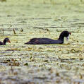 Red-knobbed Coot (Fulica cristata)