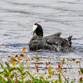 Red-knobbed Coot (Fulica cristata)