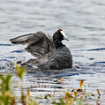 Red-knobbed Coot (Fulica cristata)