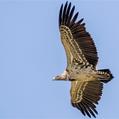 Griffon Vulture (Gyps fulvus)