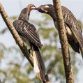 Hemprich's Hornbill (Lophoceros hemprichii)