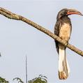 Hemprich's Hornbill (Lophoceros hemprichii)