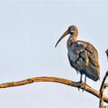 Hadada Ibis (Bostrychia hagedash)