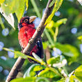 Double-toothed Barbet (Lybius bidentatus)