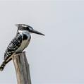 Pied Kingfisher (Ceryle rudis)