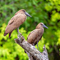 Hamerkop (Scopus umbretta)