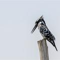Pied Kingfisher (Ceryle rudis)