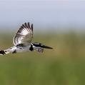 Pied Kingfisher (Ceryle rudis)