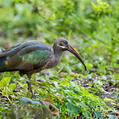 Hadada Ibis (Bostrychia hagedash)