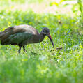 Hadada Ibis (Bostrychia hagedash)