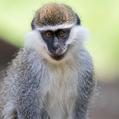Vervet Monkey (Chlorocebus pygerythrus)