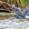 Striated Heron (Butorides striata)