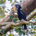 Silvery-cheeked Hornbill (Bycanistes brevis)
