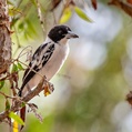 Black-backed Butcherbird (Cracticus mentalis)