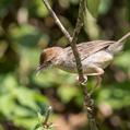 Tawny-flanked Prinia (Prinia subflava)