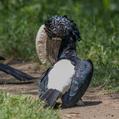 Silvery-cheeked Hornbill (Bycanistes brevis)