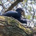 Silvery-cheeked Hornbill (Bycanistes brevis)