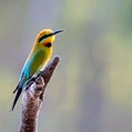 Rainbow Bee-eater (Merops ornatus)