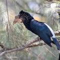 Silvery-cheeked Hornbill (Bycanistes brevis)