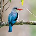 Woodland Kingfisher (Halcyon senegalensis)